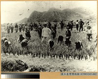 藏品(日治時期馬蘭阿美族「蕃人公學校」學生稻作實驗作業)的圖片